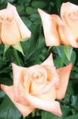 Anna 75 Long Roses